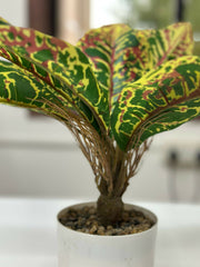 Vibrant Tropic Croton in Minimalist White Planter