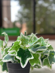 Frosted Ivy Faux Plant in Charcoal Pot