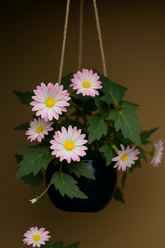 Daisy Bloom Hanging Planter Pink