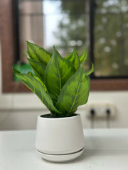 Verdant Glow Faux Plant in White Ceramic Planter