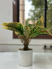 Vibrant Tropic Croton in Minimalist White Planter