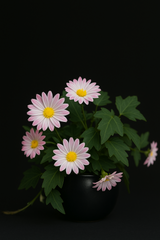 Daisy Bloom Hanging Planter Pink