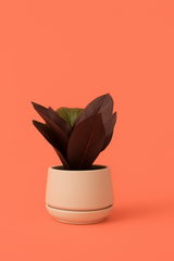 Crimson Vein Faux Plant in Ceramic Pot