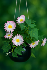 Daisy Bloom Hanging Planter Pink