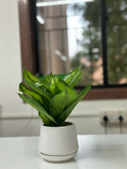 Verdant Glow Faux Plant in White Ceramic Planter