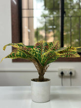 Vibrant Tropic Croton in Minimalist White Planter