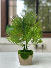 Tropical Breeze Faux Palm in Moss-Topped Cement Planter