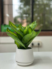 Verdant Glow Faux Plant in White Ceramic Planter