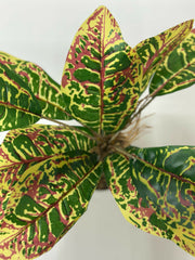 Vibrant Tropic Croton in Minimalist White Planter