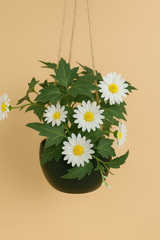 Daisy Bloom Hanging Planter