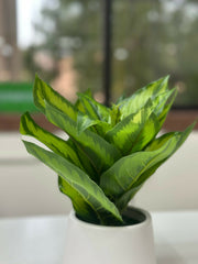 Verdant Glow Faux Plant in White Ceramic Planter