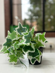 Frosted Ivy Faux Plant in Charcoal Pot