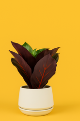 Crimson Vein Faux Plant in Ceramic Pot