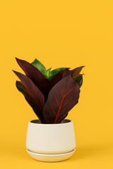 Crimson Vein Faux Plant in Ceramic Pot