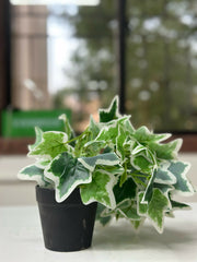 Frosted Ivy Faux Plant in Charcoal Pot