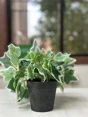 Frosted Ivy Faux Plant in Charcoal Pot