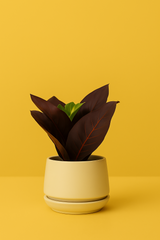 Crimson Vein Faux Plant in Ceramic Pot