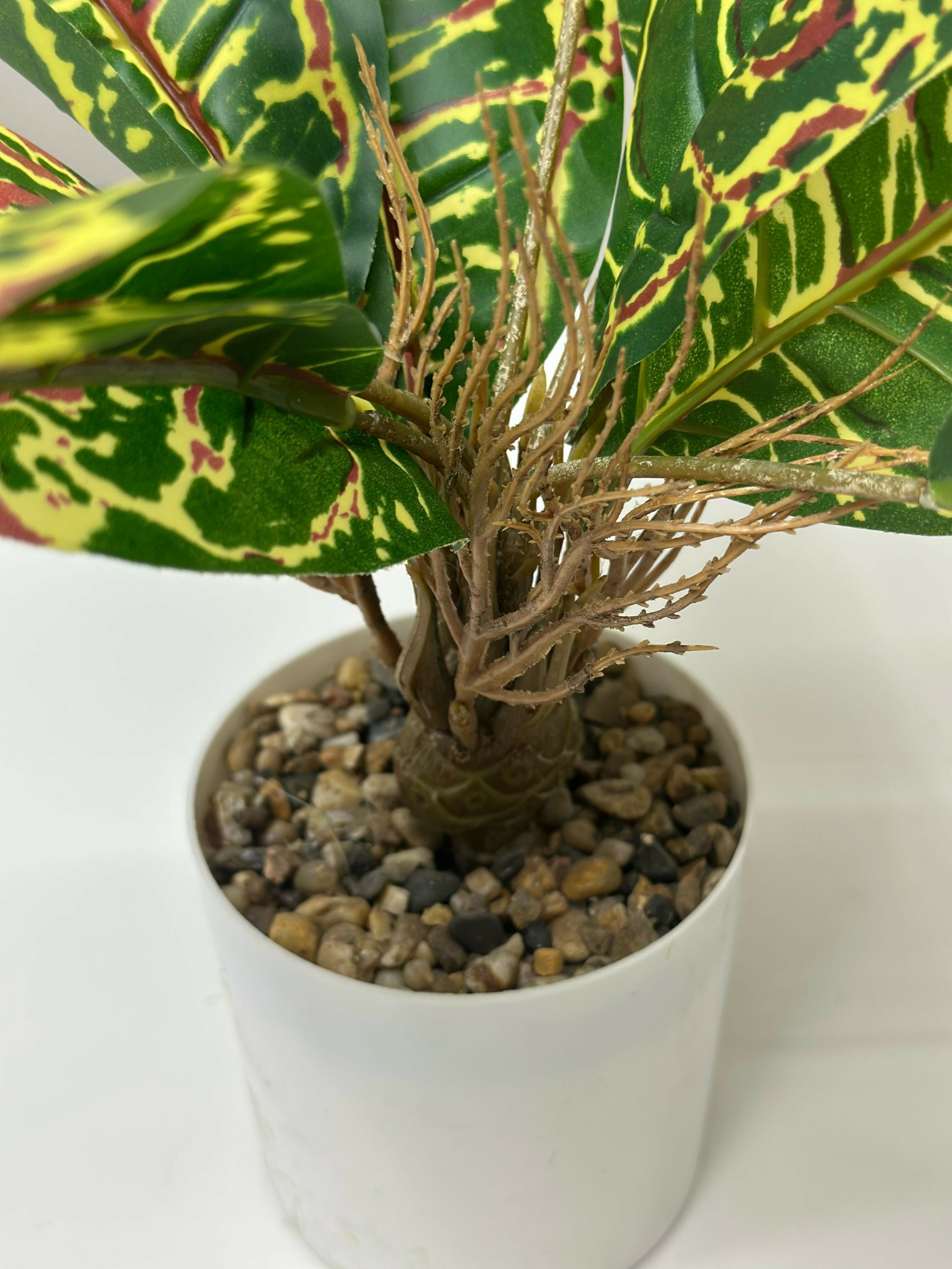 Vibrant Tropic Croton in Minimalist White Planter